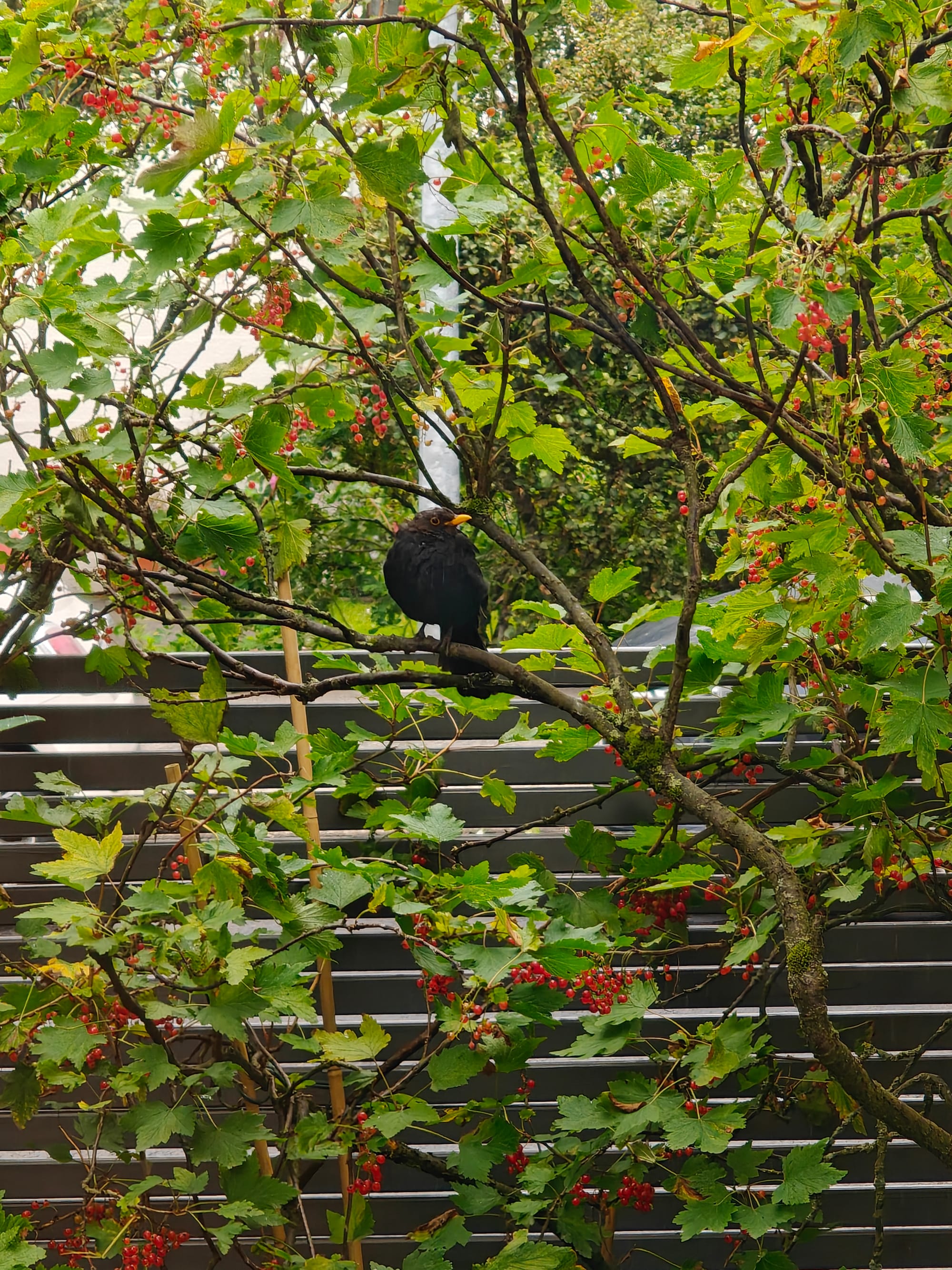 "Surrounded" by Arnaldur Stefansson