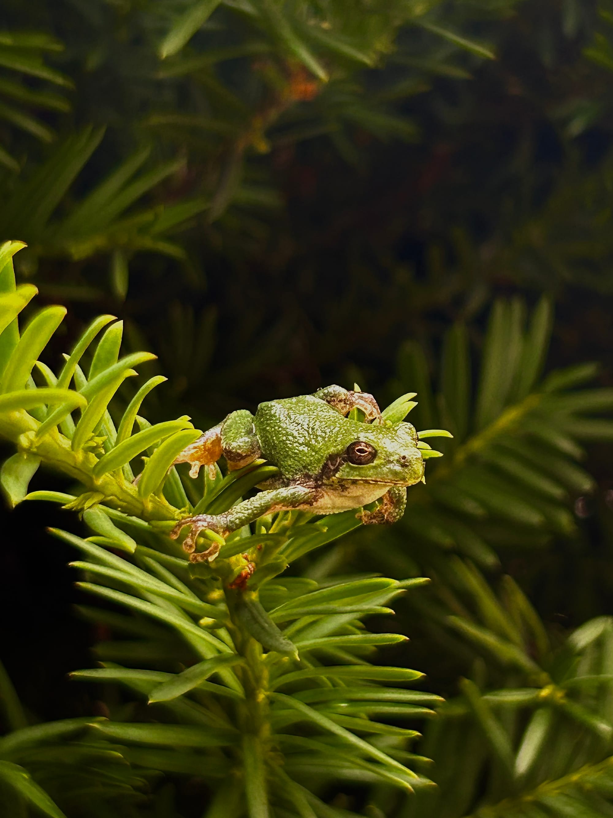 "Invasive Green" by Grace Kobriger