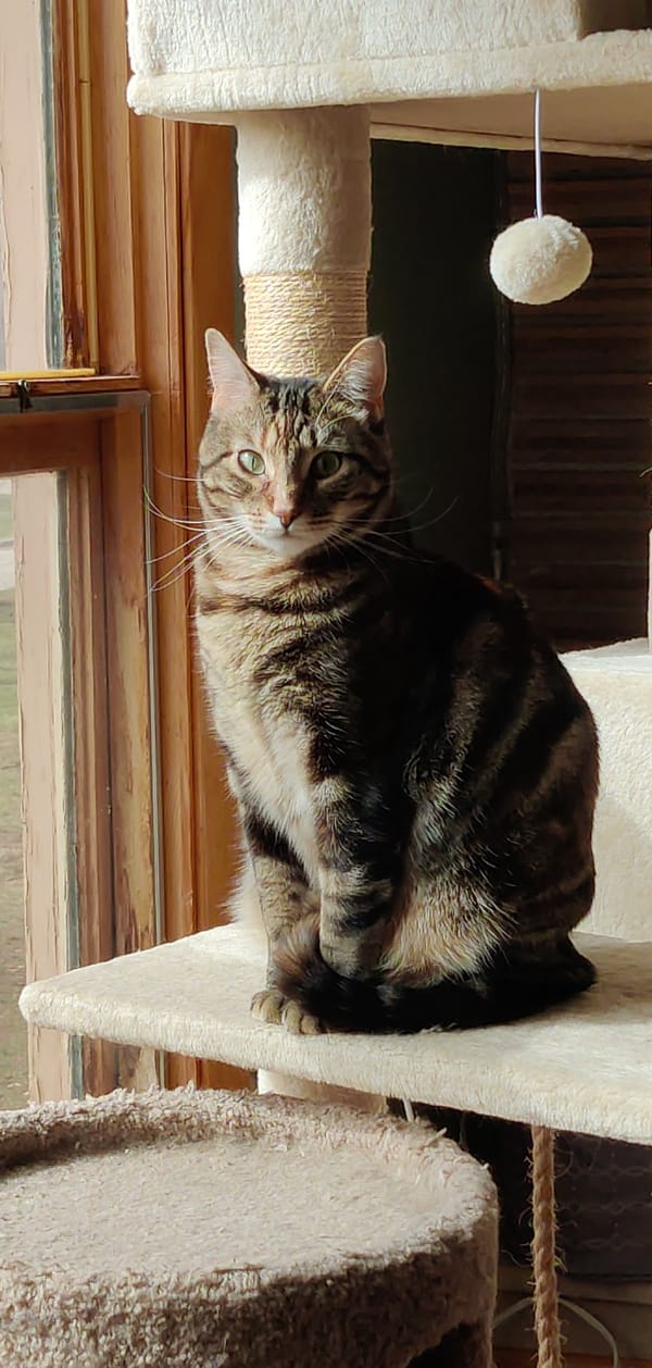 "Patches" by Anna McCluskey