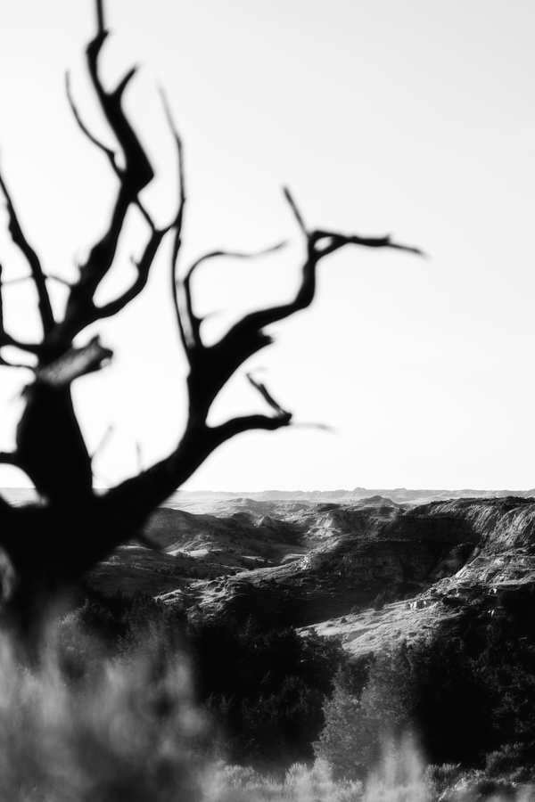 "Petrified Remnant" by Tyler Clouse
