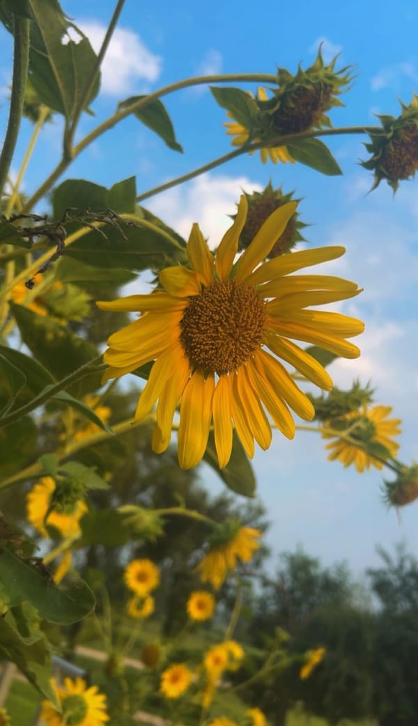 "Sunflowers" by Amelia Kobriger