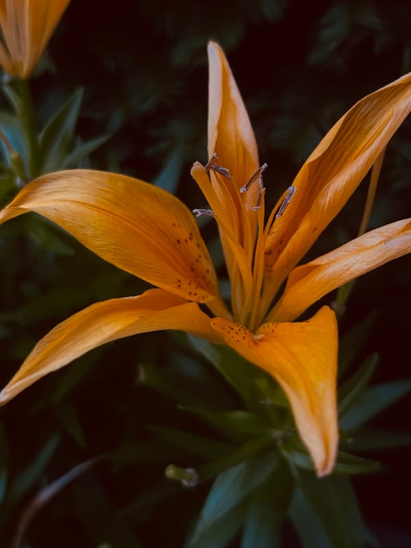 "Orange Bloom" by Grace Kobriger